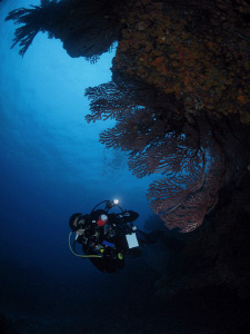 An underwater photographer at Blonde Rock, BVI. by Juan Torres 